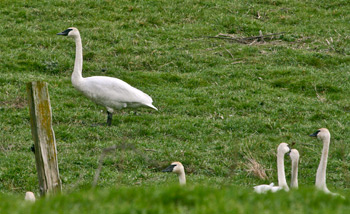 Swans wintering on Short Farm, Chimacum Valley, Washington