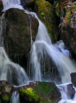 Forest waterfall